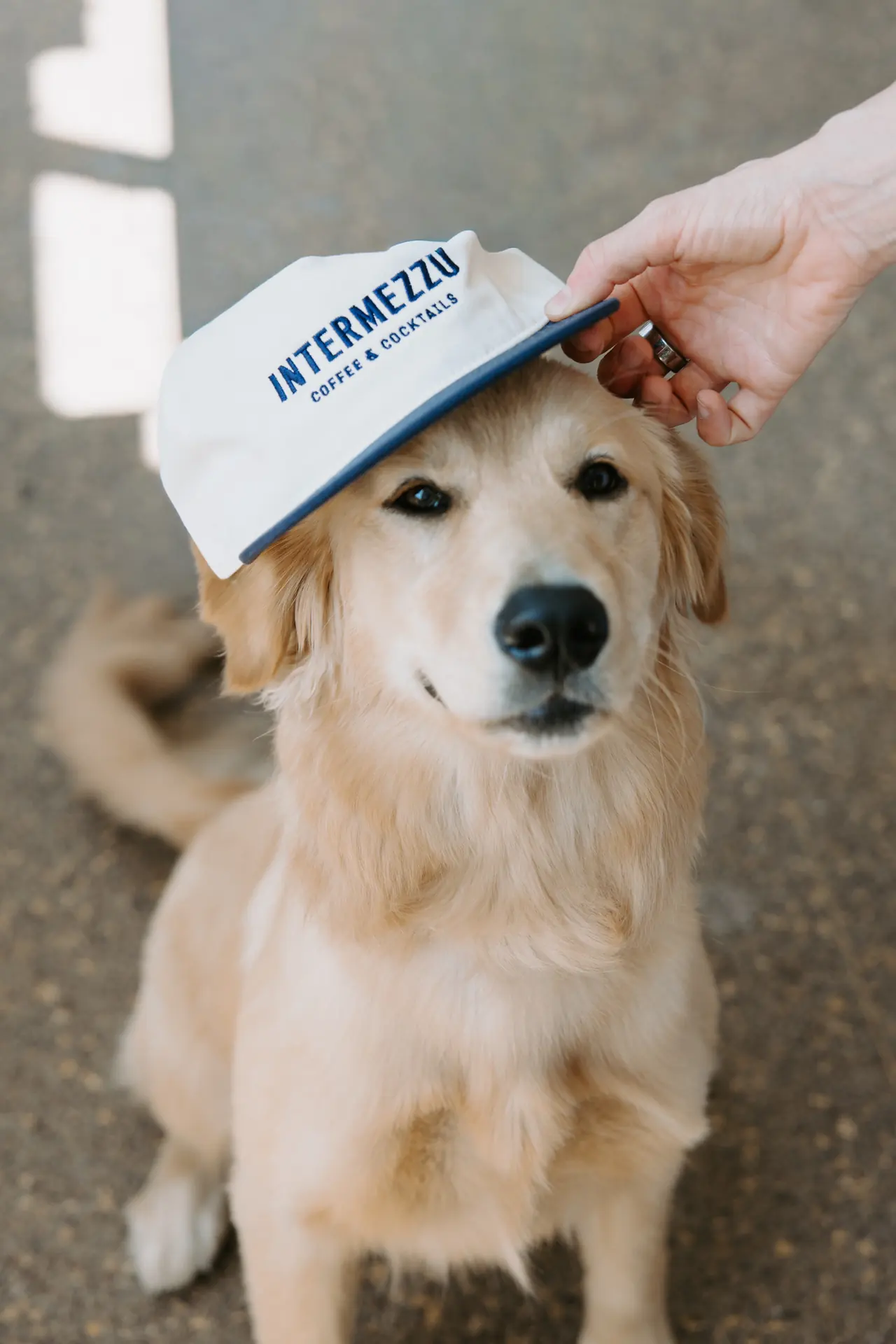 Golden retriever wearing an Intermezzo hat, photographed by Orange Grove Social